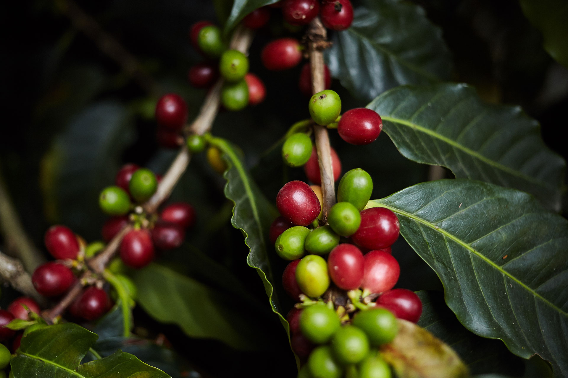 Pragas e problemas relacionados ao café de montanhas