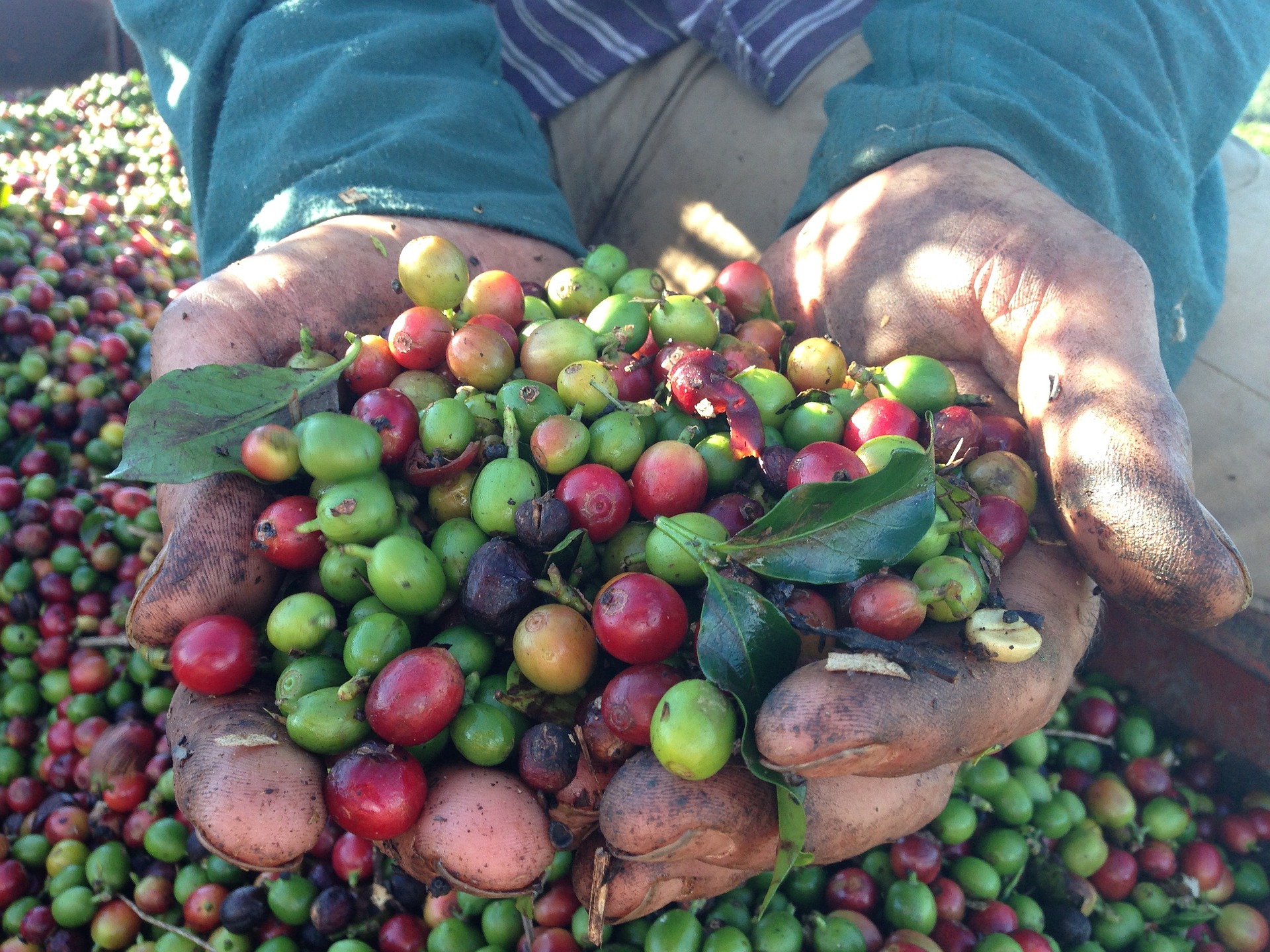 A legislação e a preservação ambiental na cafeicultura